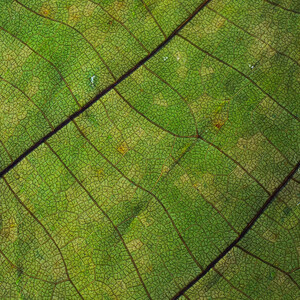 Abstract photo of a green leaf