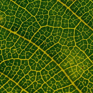 Abstract photo of a green leaf