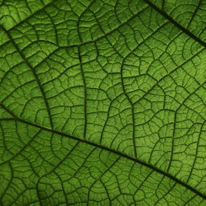 Abstract photo of a green leaf