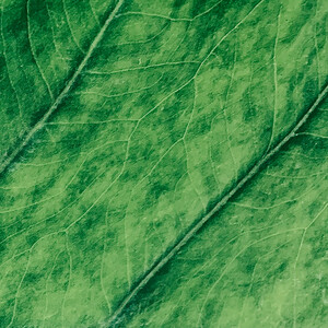 Abstract photo of a green leaf